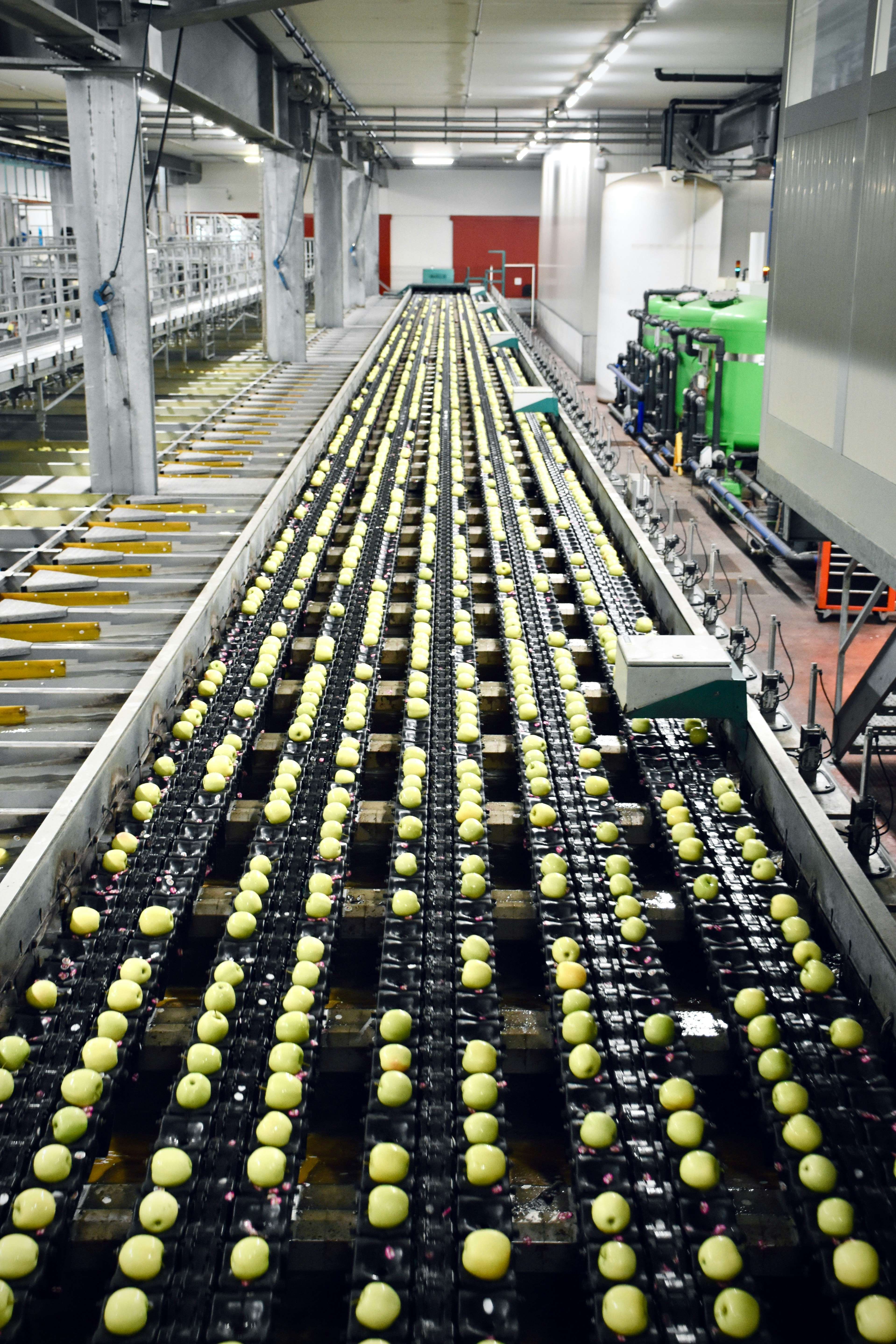 Automated conveyor system sorting green apples in an industrial facility.