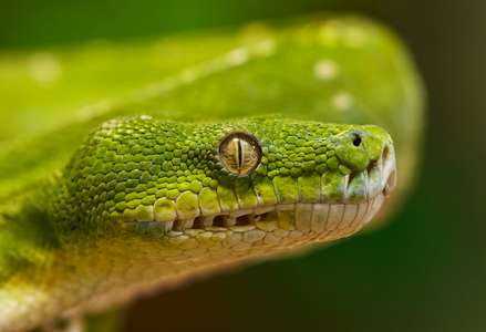 Photo of a green python snake staring cautiously at the viewer, illustrating attention towards the Python language.